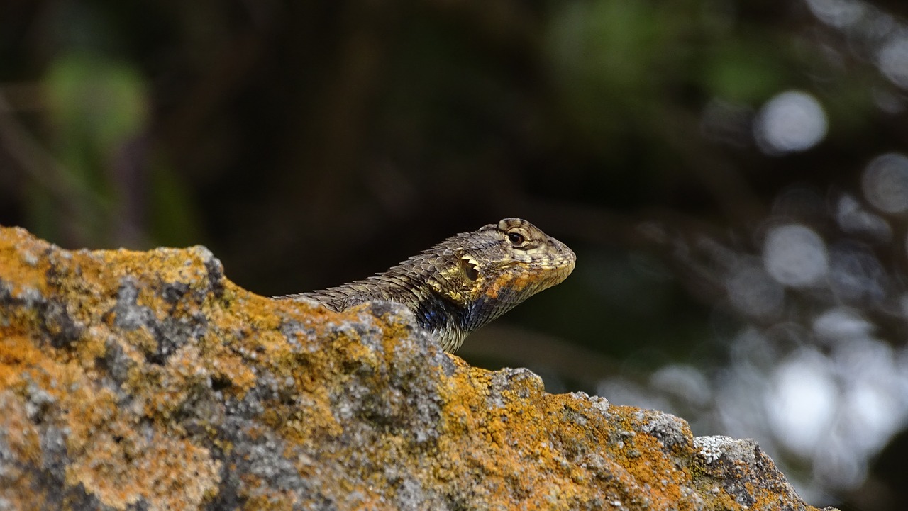 Los gatos ponen en riesgo a las especies nativas de lagartijas