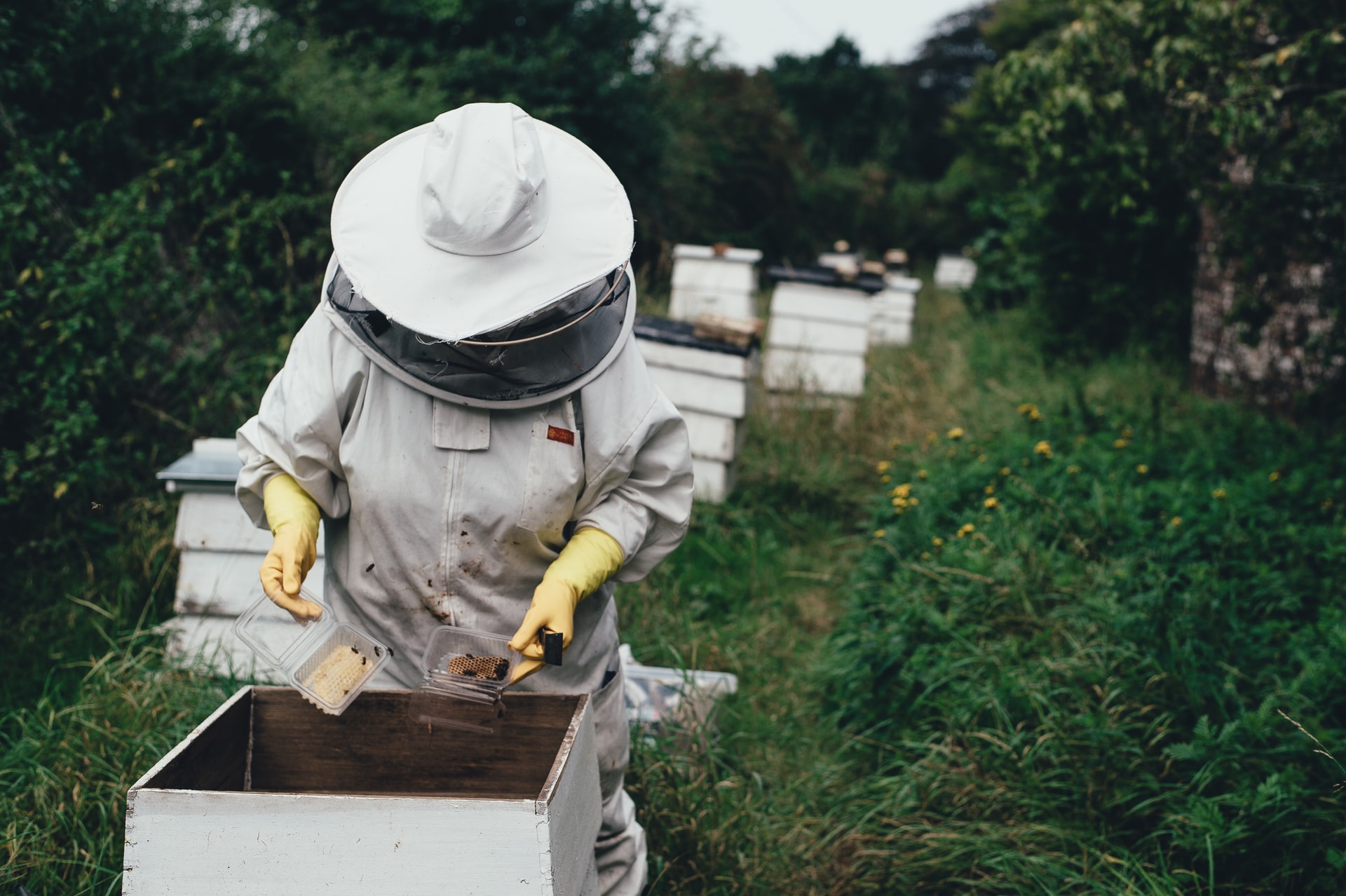 Apicultores alertan sobre agroquímico que mata a las abejas en Colombia