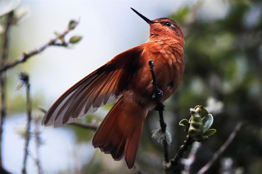 Monserrate, un refugio de aves en un rincón de Colombia