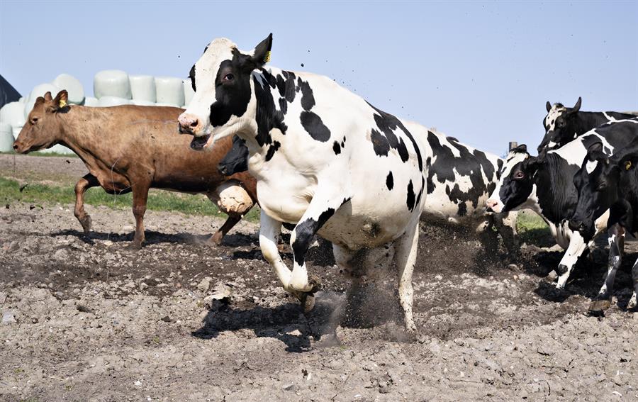 Nueva Zelanda anuncia misión de control espacial para rastrear gas metano de vacas