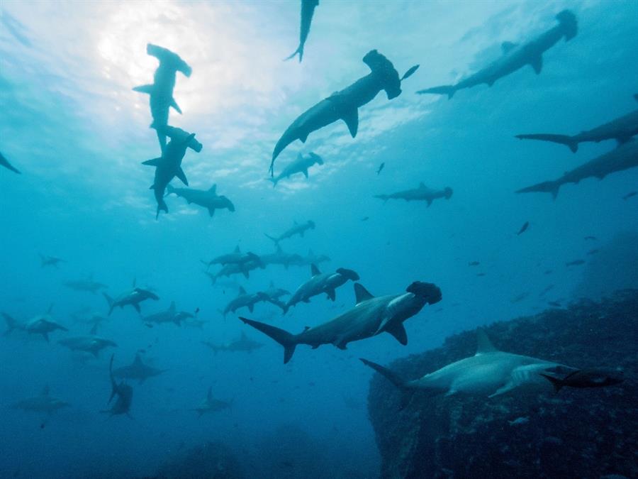 La travesía de un tiburón martillo: de Galápagos a Cocos a 50 kilómetros por día