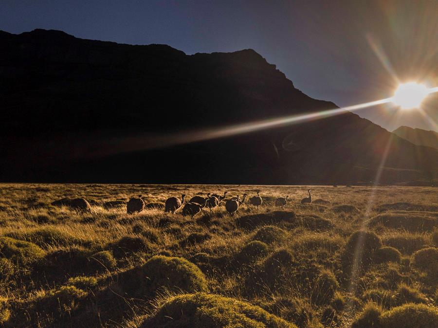 Liberan 14 ejemplares de ñandúes en el sur de Chile