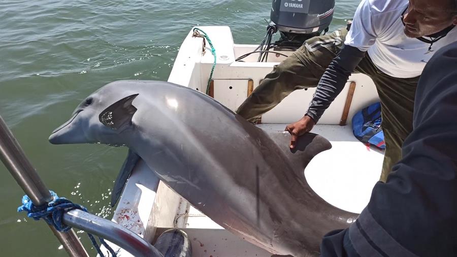 Rescatan a un delfín malherido y atrapado en redes de pesca en Ecuador