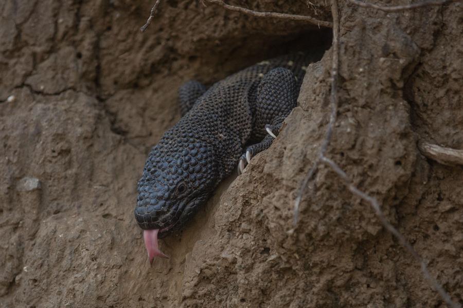 Un lagarto venenoso se resiste a desaparecer en el bosque seco de Guatemala