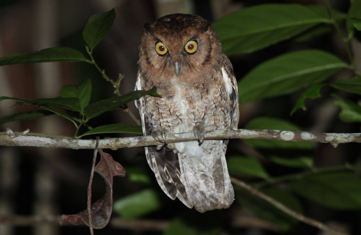 Dos nuevas especies de búhos chillones descubiertas en la selva amazónica