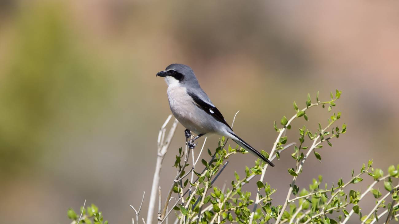 El 37 % de aves comunes en España se encuentra en una situación desfavorable