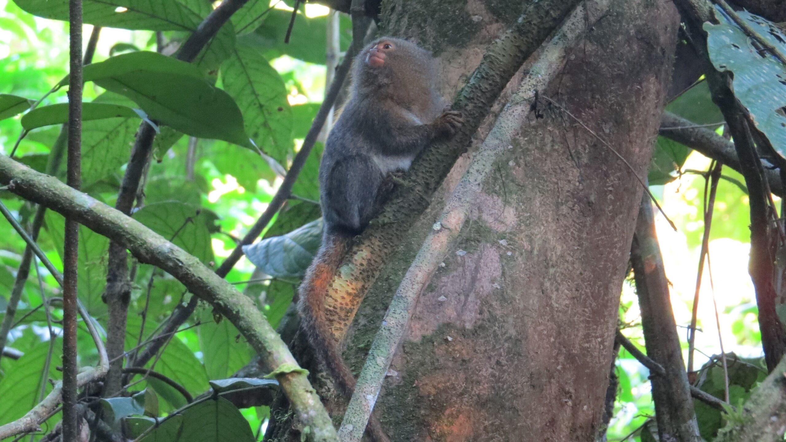 Descubren en Ecuador una nueva especie del primate más pequeño del mundo