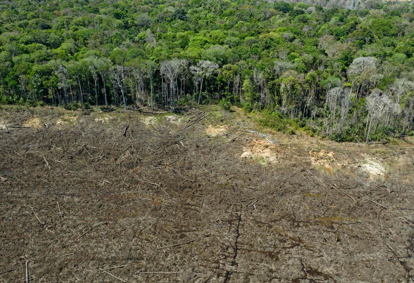 Bosques de la Amazonía brasileña emitieron más carbono del que absorbieron en la última década