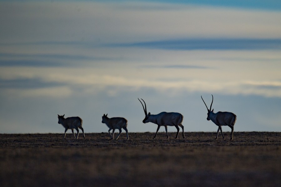 Nuevo estudio encuentra mayor biodiversidad y nuevas especies en Tíbet