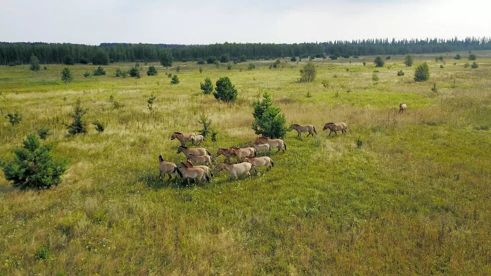 El caballo Przewalski, símbolo de la nueva vida en Chernóbil