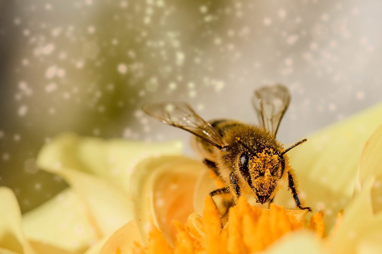 20 de mayo de 2021 | Día Mundial de las Abejas