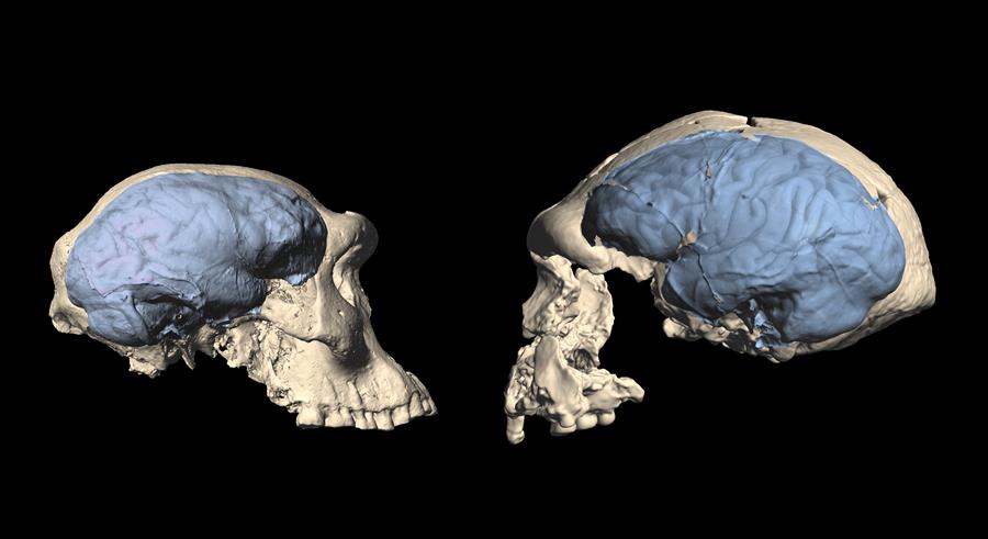 El cerebro humano moderno evolucionó en África hace unos 1,7 millones de años