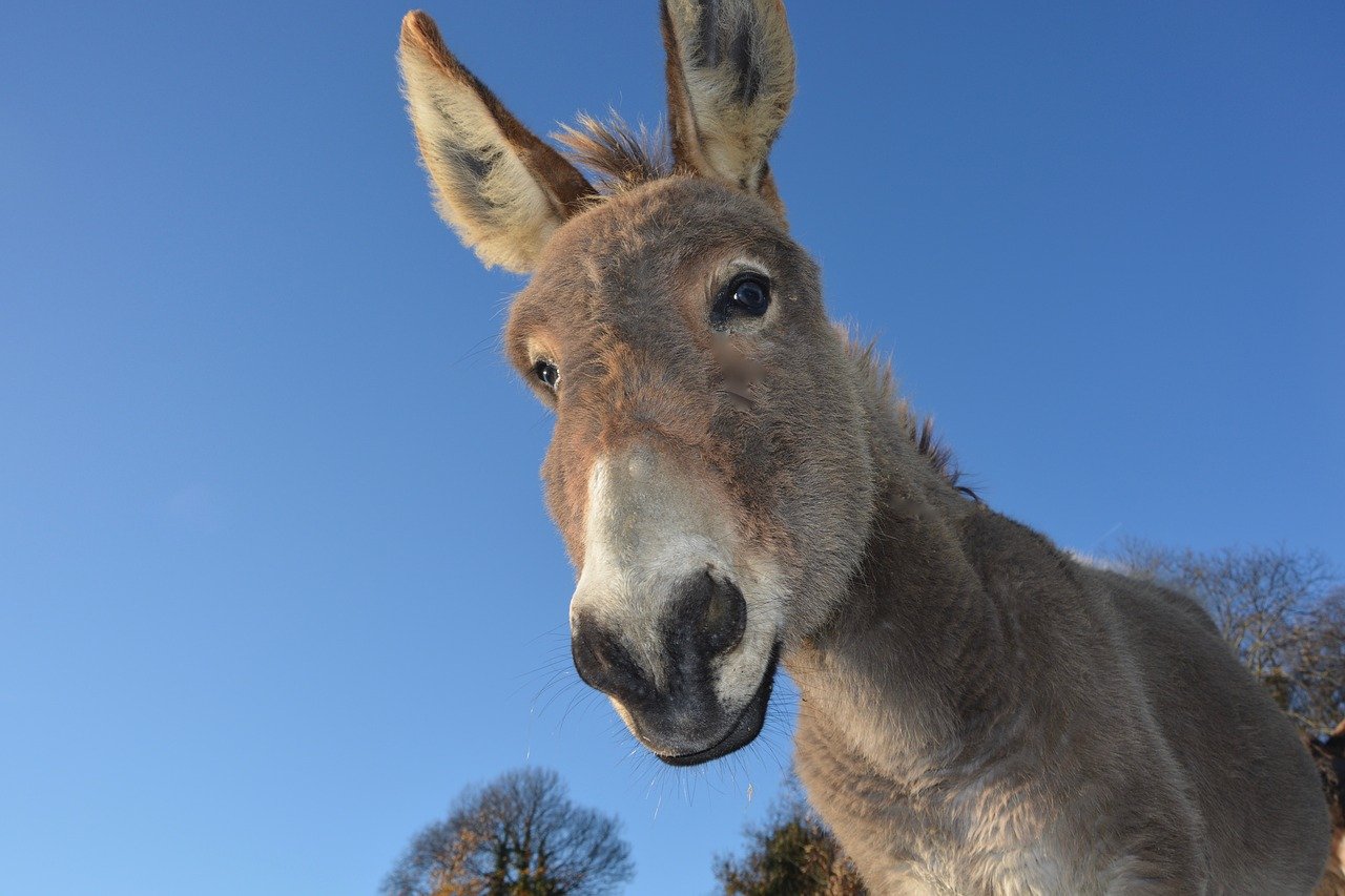 Cómo los burros que cavan pozos ayudan a que la vida prospere en el desierto