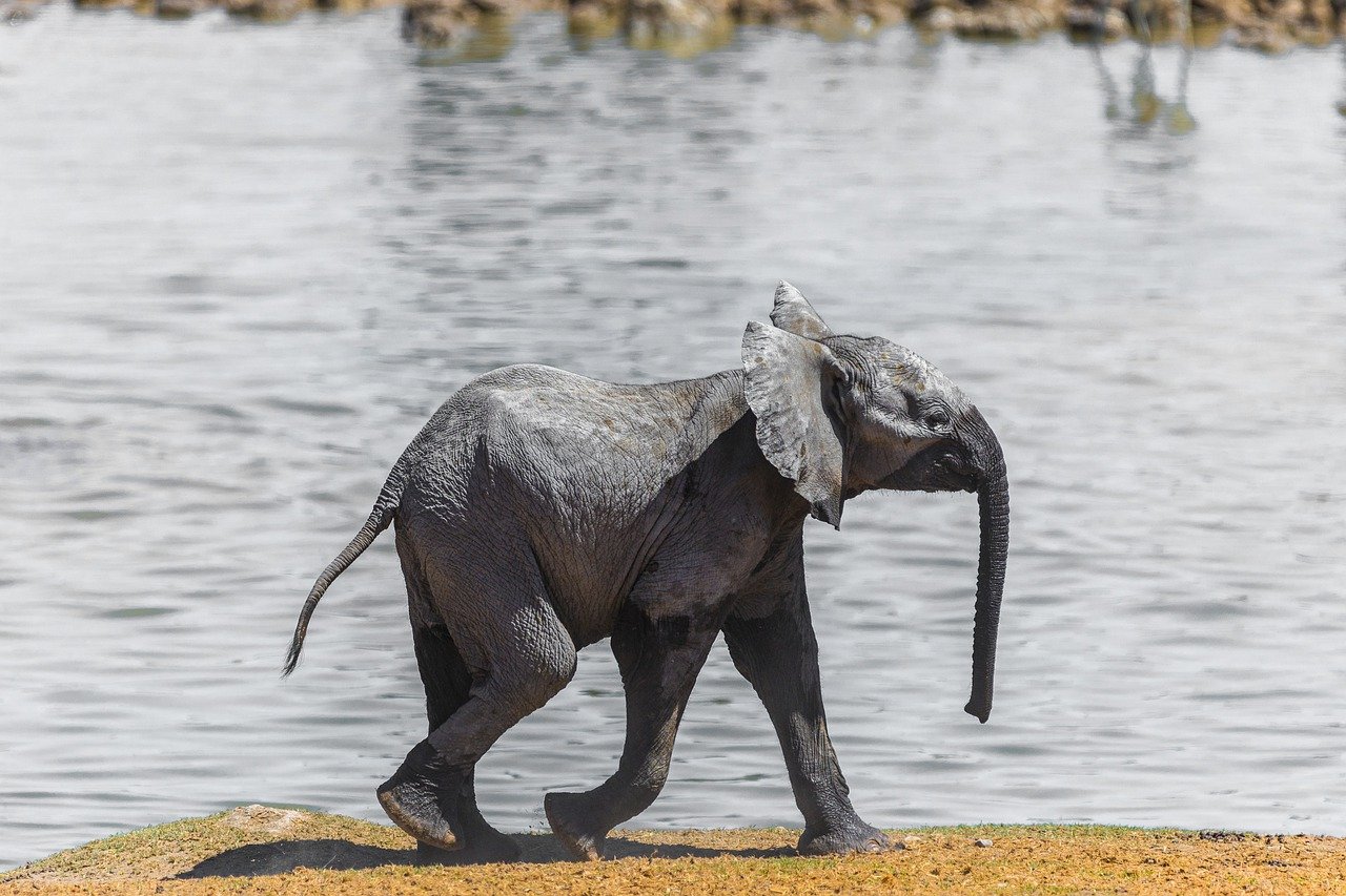 Rechazada por su manada, muere una cría de elefante en Suecia