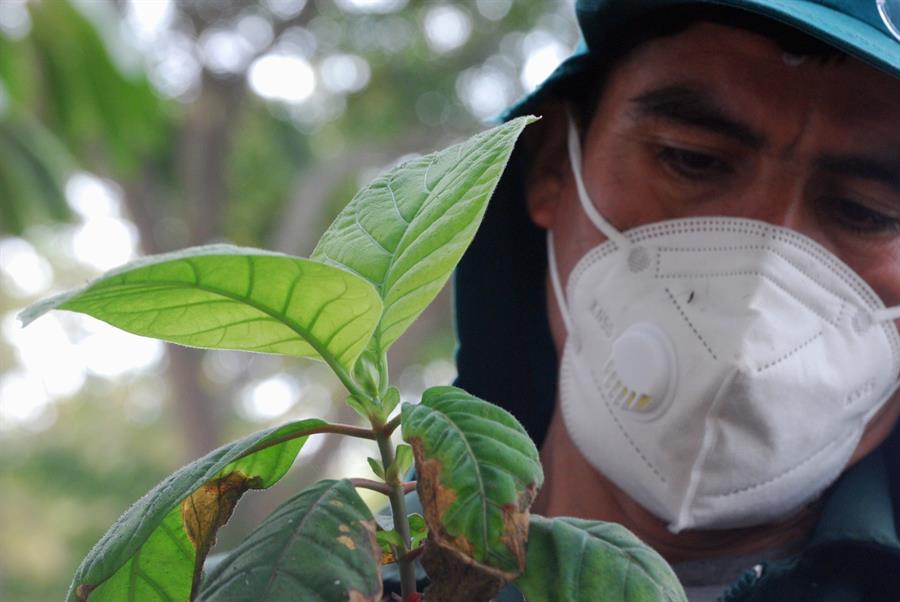 Perú estudia el genoma de la quina, que salvó millones de vidas de la malaria