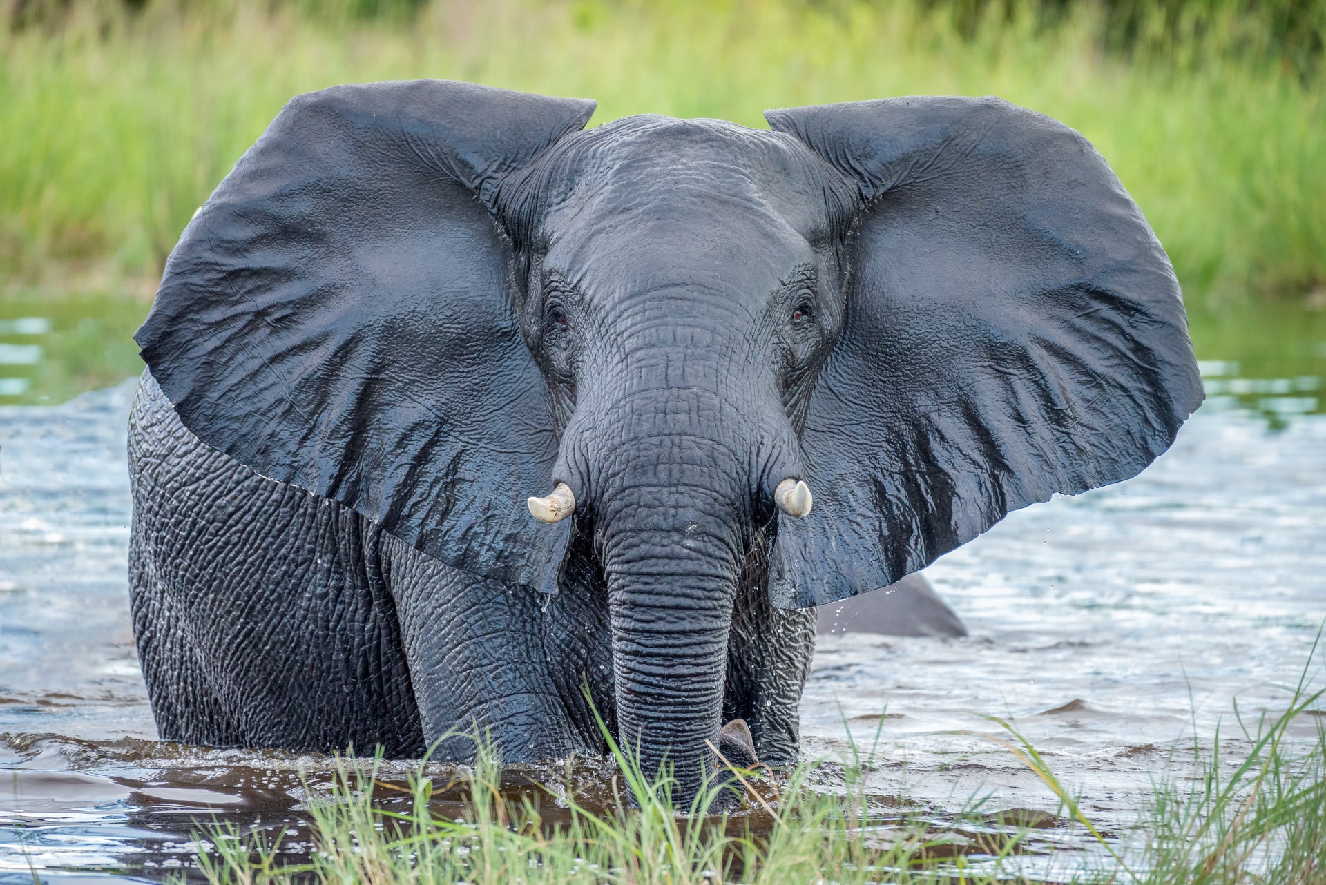 Zimbabue da permiso para cazar elefantes, aunque es una especie amenazada