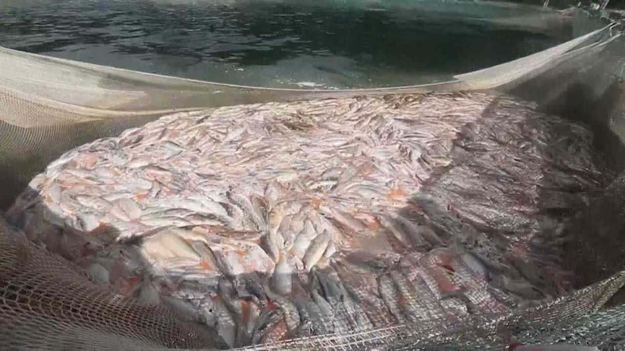 Catástrofe ambiental en Chile por muerte de casi 5.600 toneladas de salmones