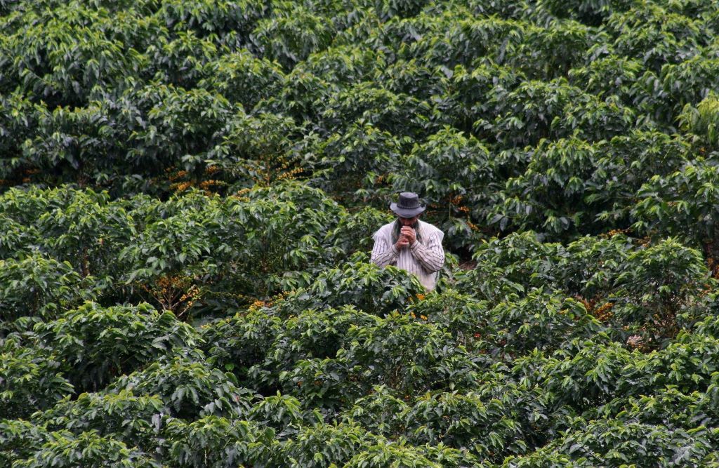 Sector cafetero colombiano aportará un millón de árboles para reforestación