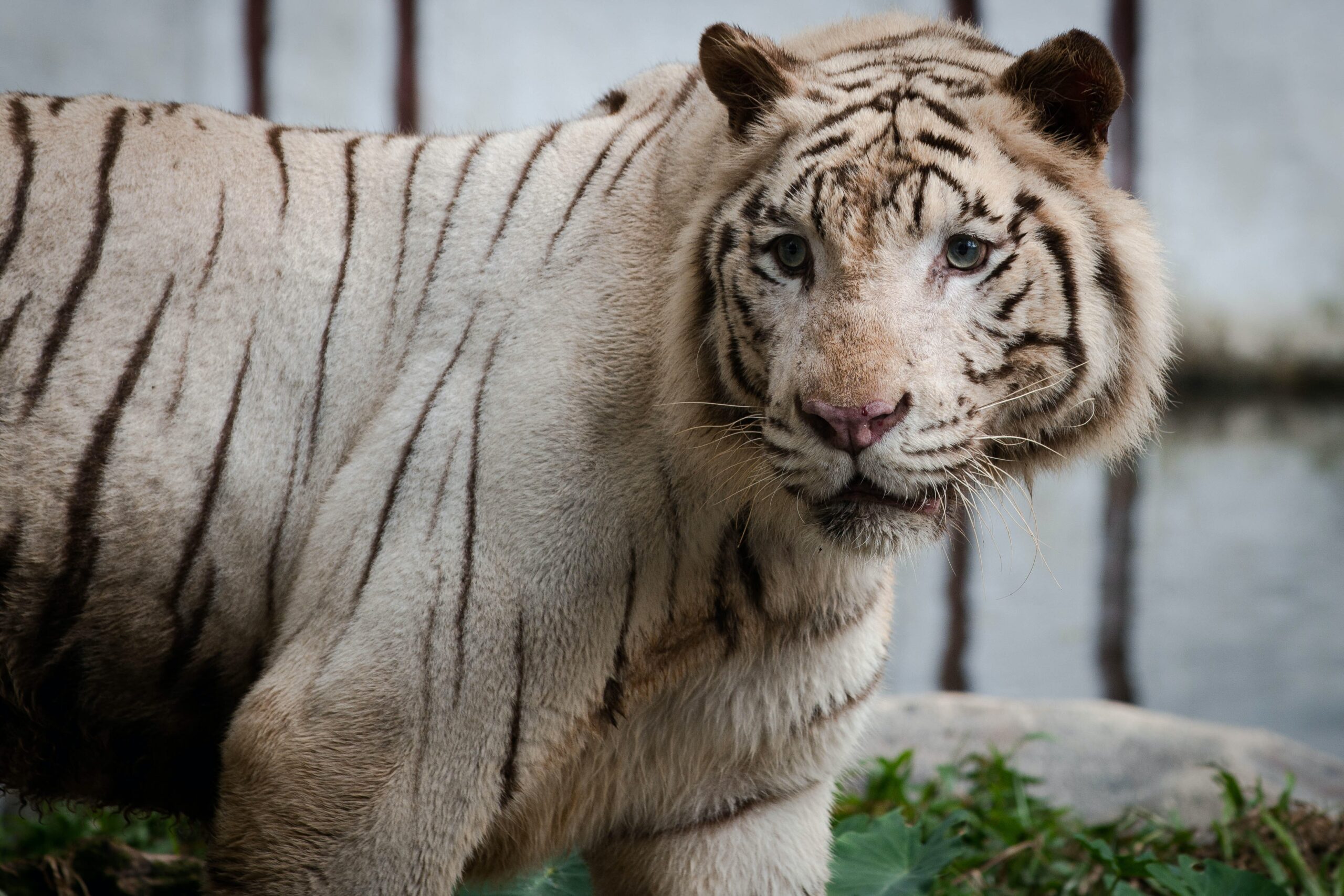 Argentina envía dos tigres blancos a santuario en EEUU