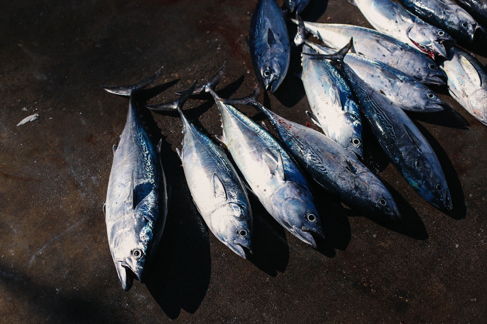 Más de 4.200 toneladas de salmones muertos en sur de Chile por floración de algas