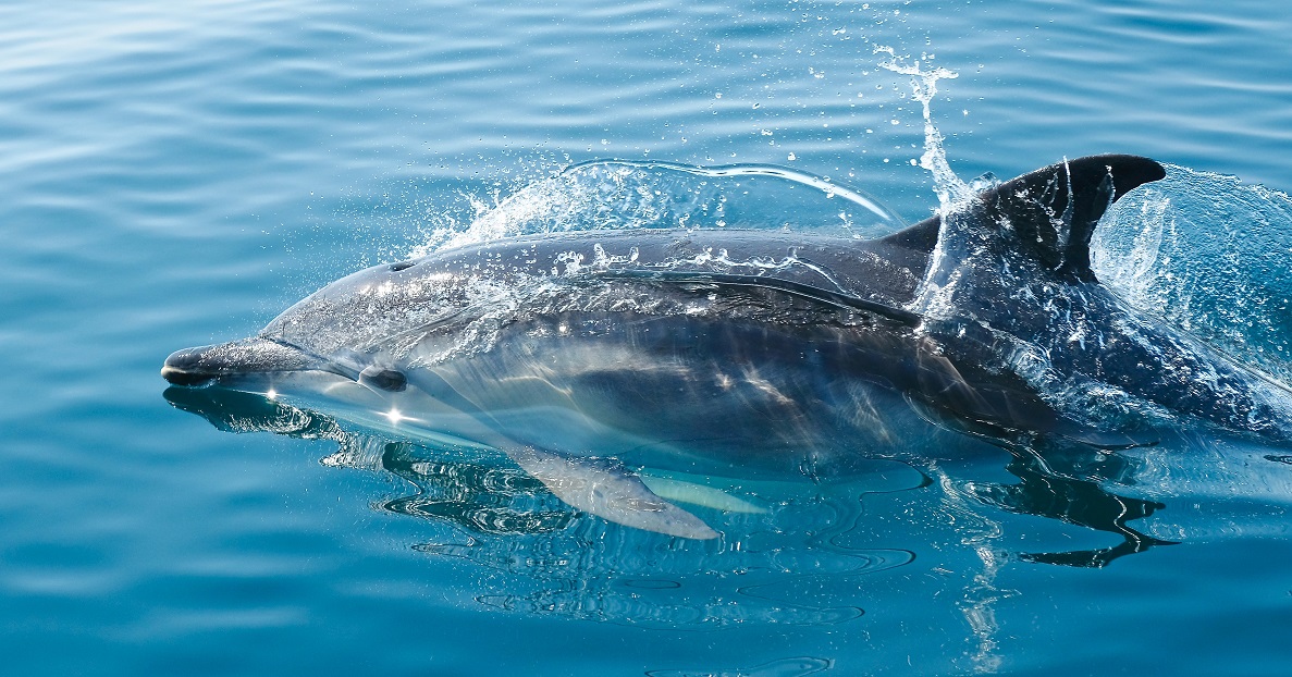 Encuentran unos 60 delfines muertos encallados en las playas de Ghana