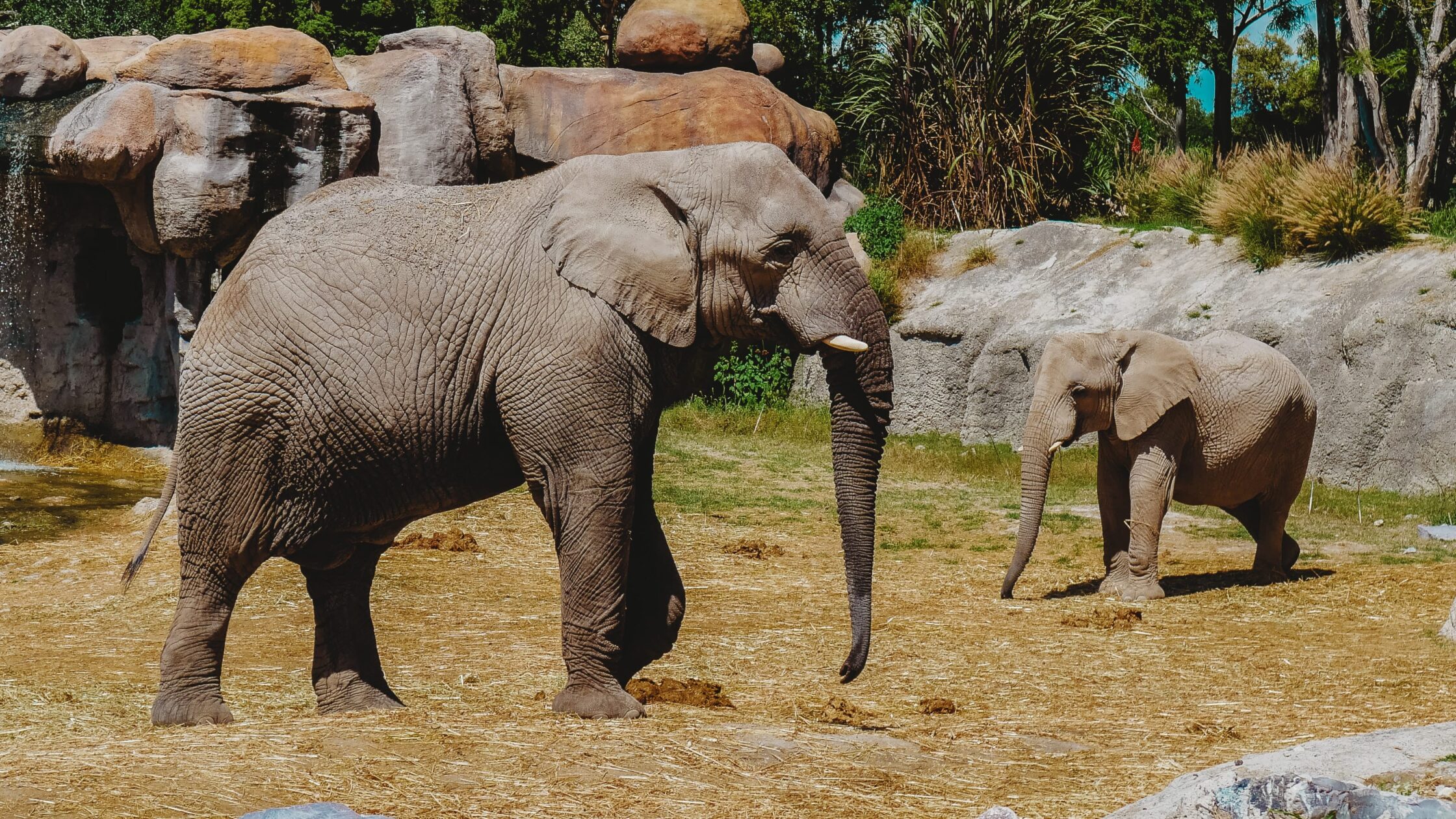 El elefante, emblema de Costa de Marfil, en vías de extinción