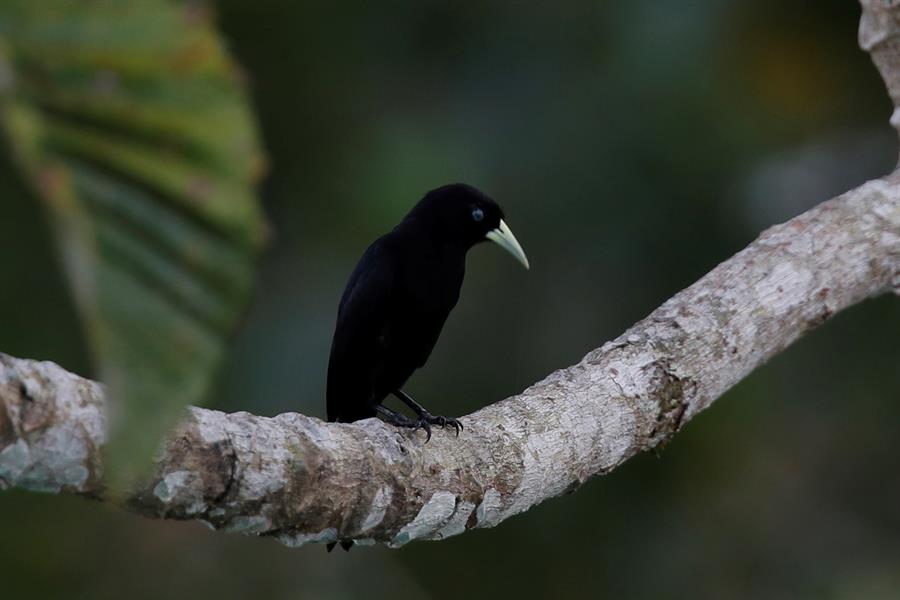 Un estudio concluye que hay seis veces más aves que humanos en el mundo