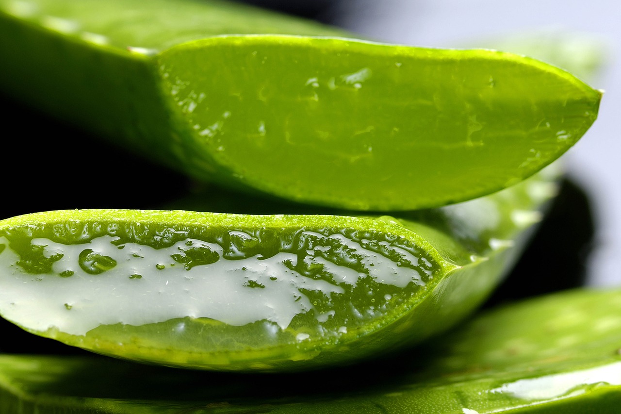 El aloe vera y el nopal, una solución para las aguas contaminadas