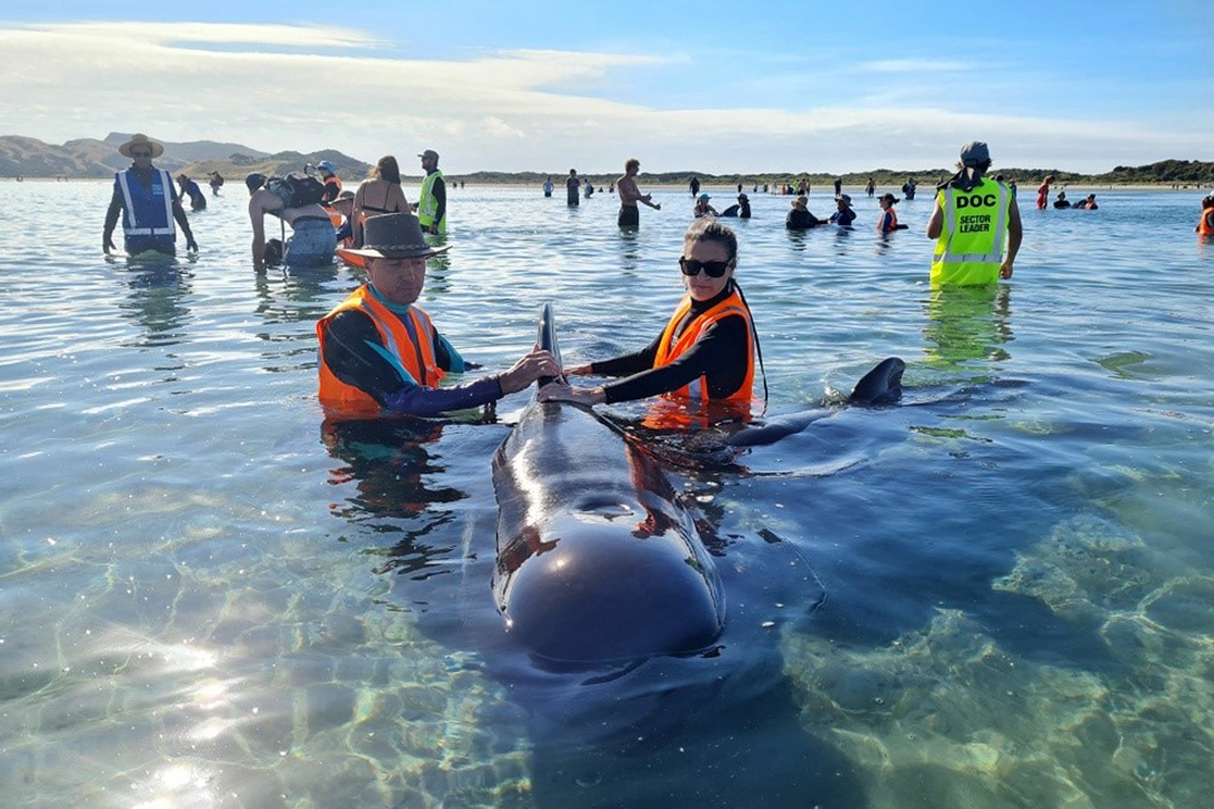 Rescatistas liberan 28 ballenas atrapadas en Nueva Zelanda