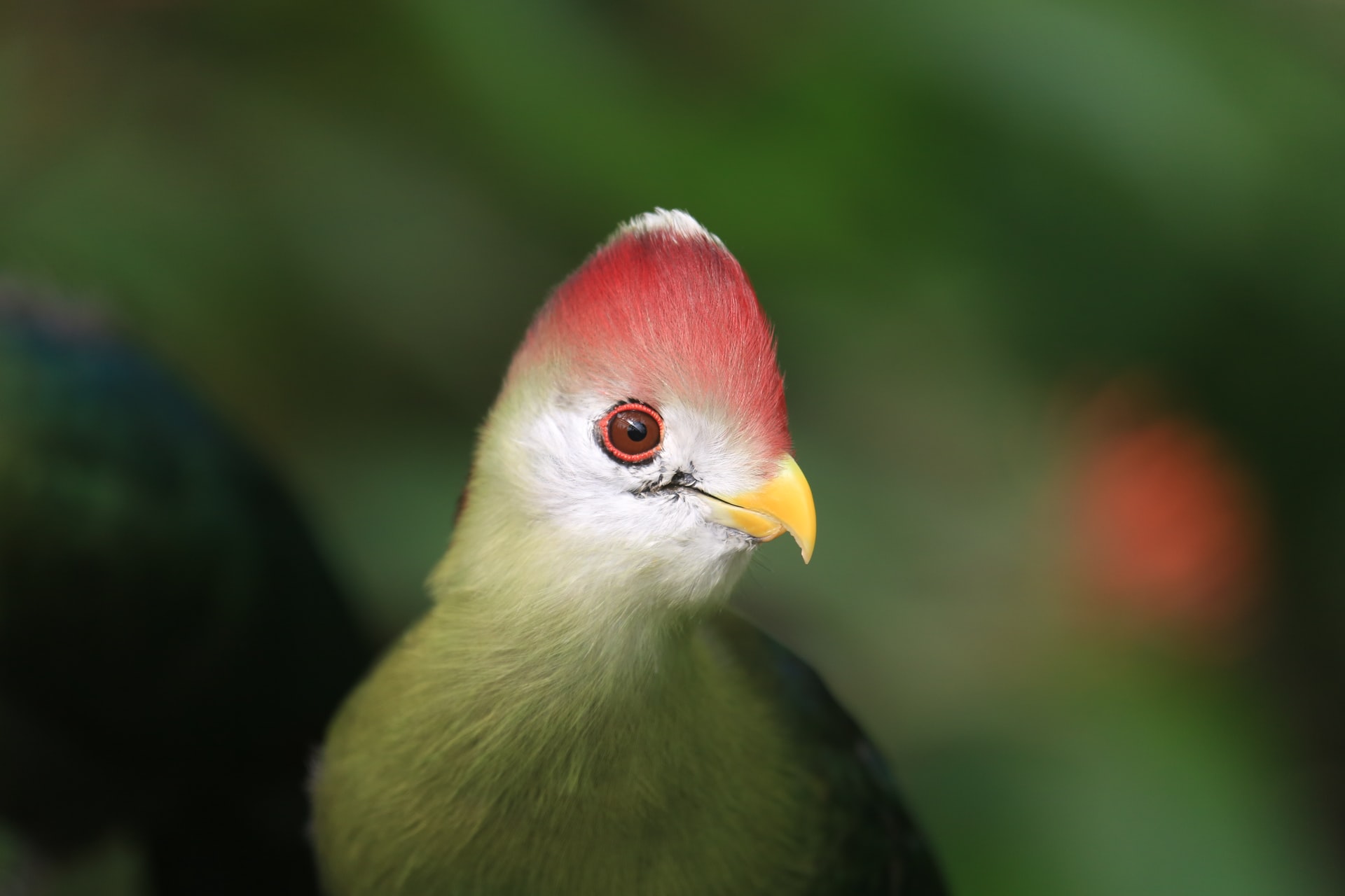 Turacos: las aves africanas distinguidas por su colorido plumaje