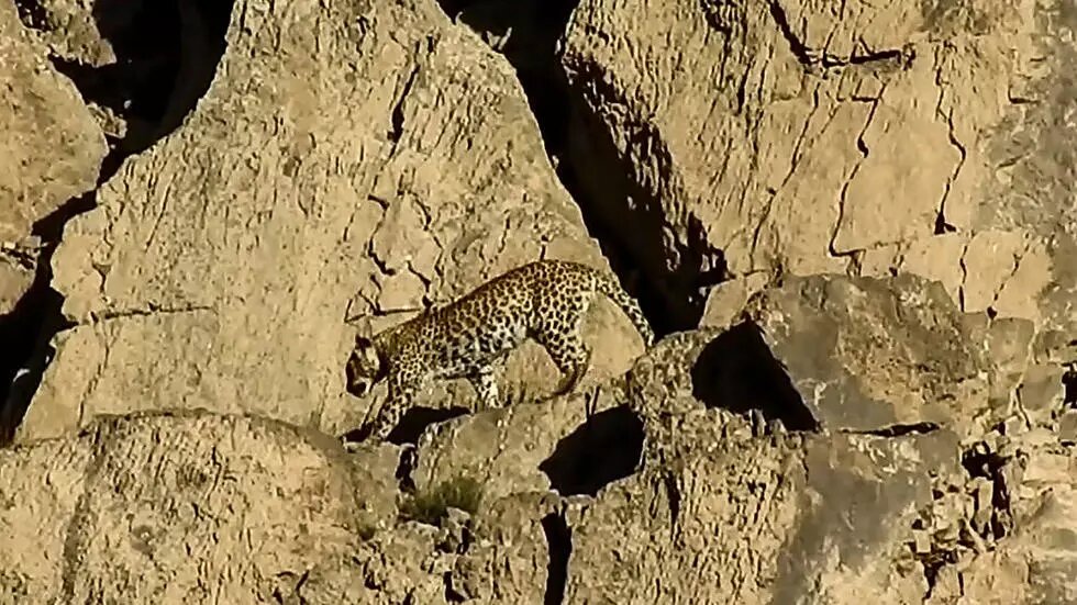 Avistan una pareja de leopardos de Persia, una subespecie muy rara, en Pakistán