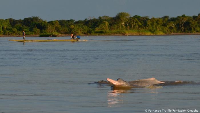 Biólogo colombiano advierte que el delfín de río es una de las especies más amenazadas del planeta