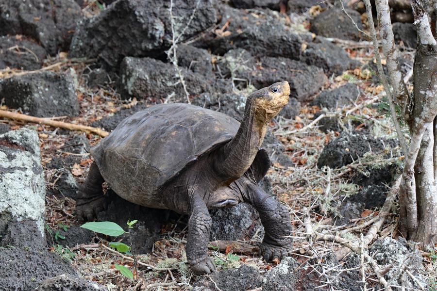 Encuentran tortuga en Galápagos que se creía extinguida hace más de cien años