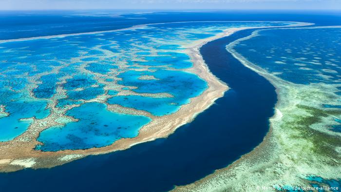 Desarrollan técnicas para retrasar 20 años la desaparición de la Gran Barrera de Coral en Australia