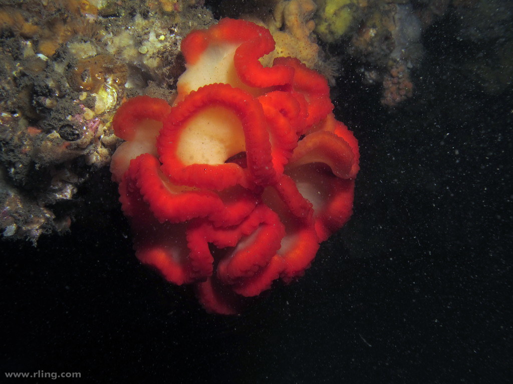 Científicos descubren animal marino capaz de regenerar todos sus órganos