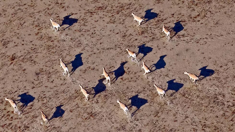 350 antílopes saiga, mueren durante tormenta eléctrica en Kazajistán