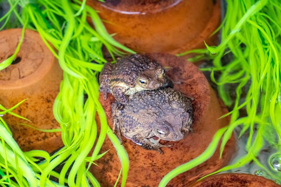 Zoológico de Florida cría sapo puertorriqueño que está amenazado de extinción