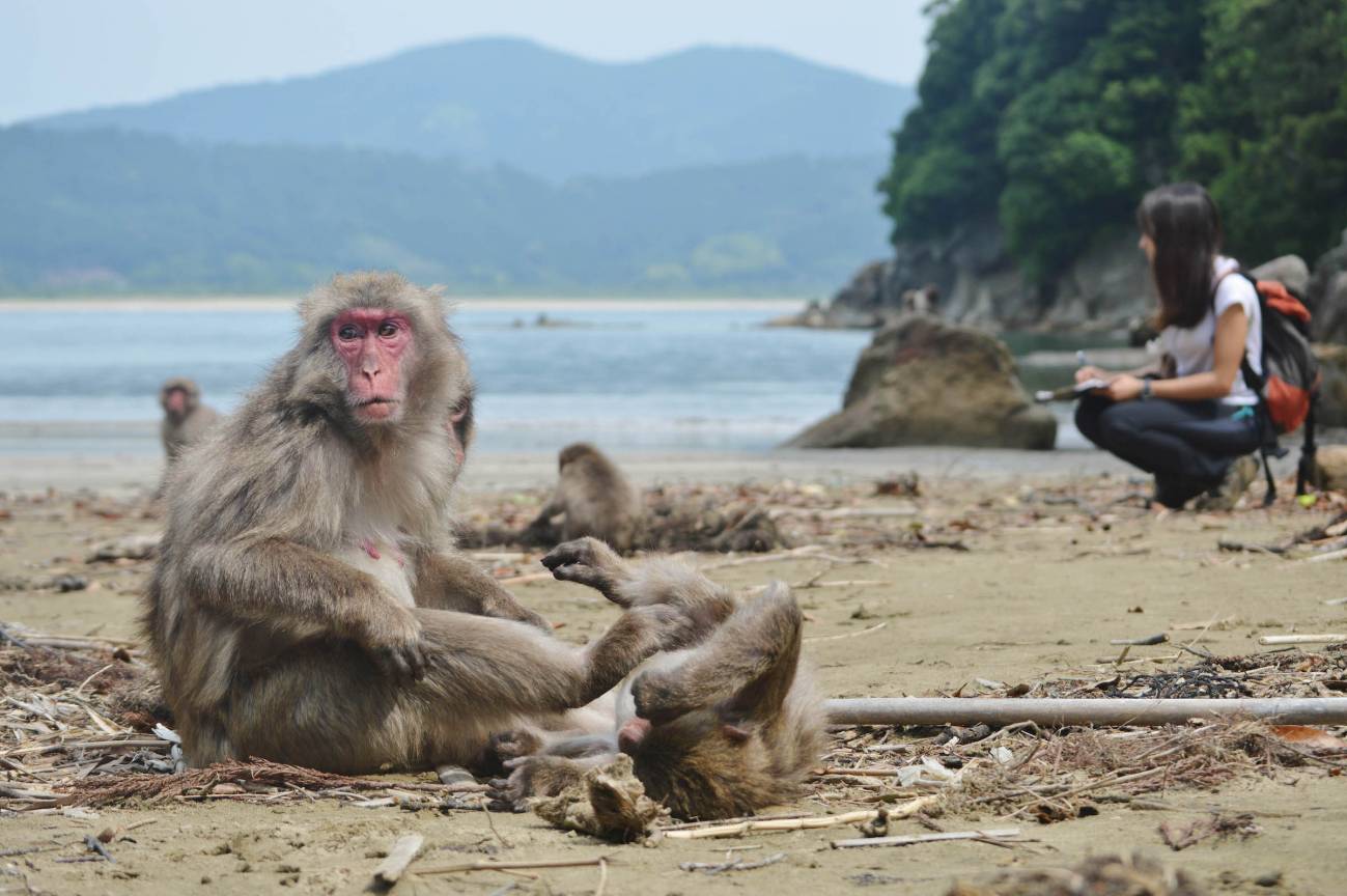 Cómo interpretan los macacos japoneses las miradas de otros