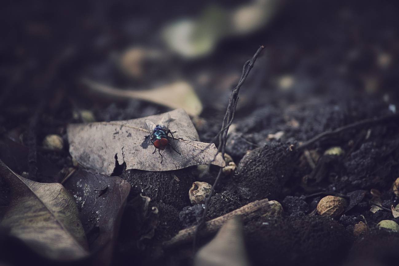 El cambio climático también afecta al ‘lado oscuro’ de la biodiversidad