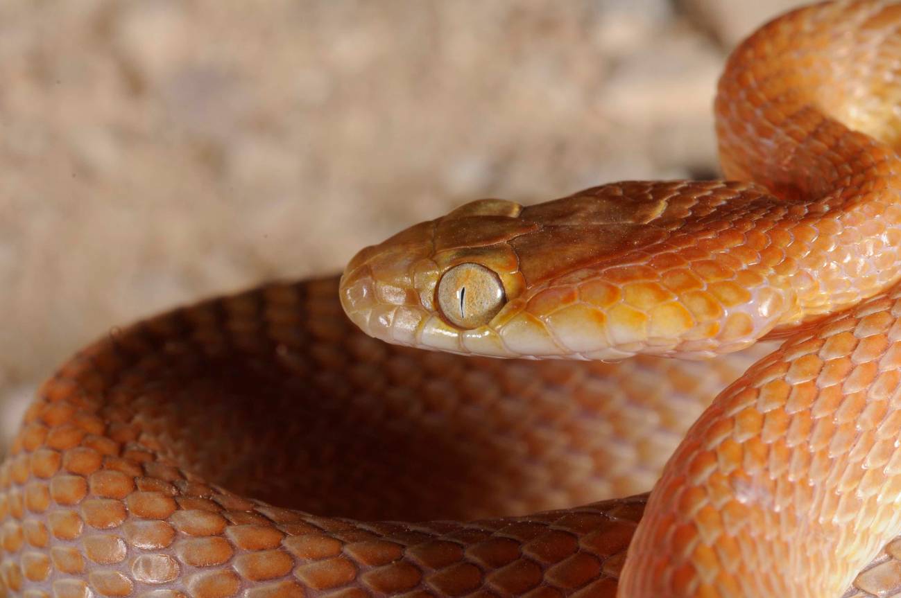 La separación entre África y Arabia dejó huella en los reptiles actuales