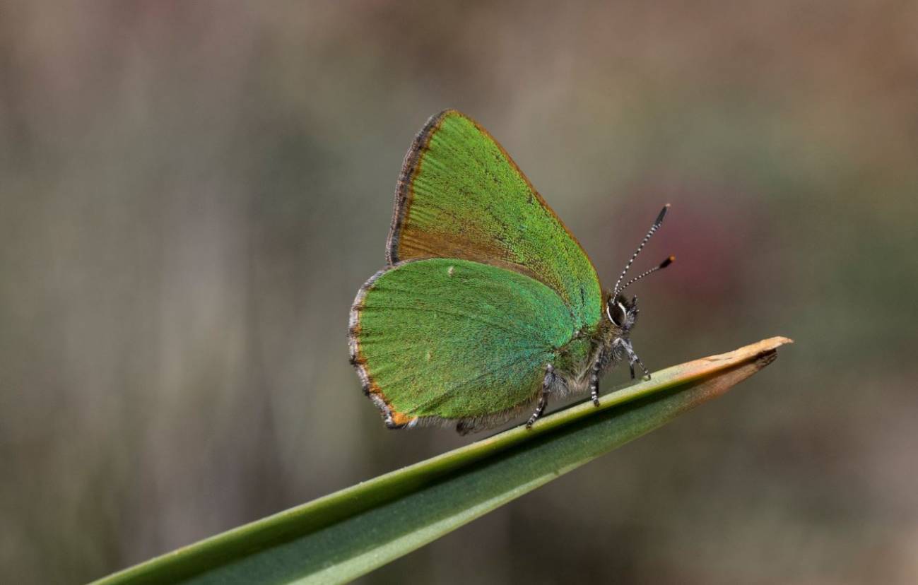 Las diferencias locales ayudan a las mariposas a adaptarse al cambio climático