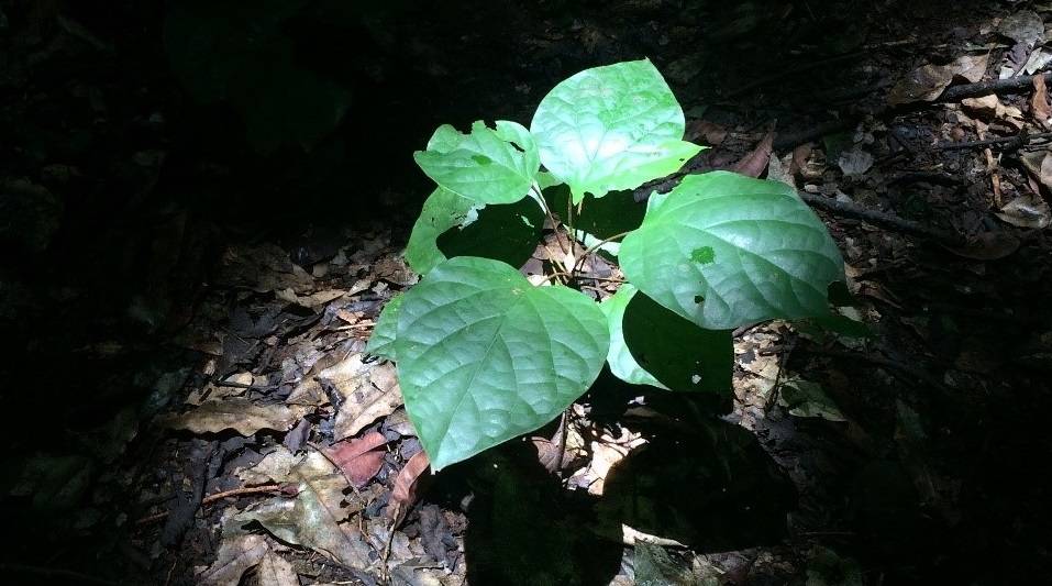 Las plantas de cultivo pueden adaptarse a crecer en condiciones de sombra