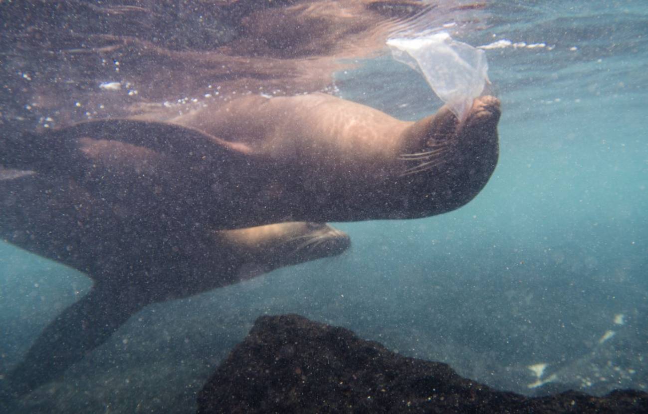 Leones marinos, tortugas e iguanas se topan con plástico en las islas Galápagos