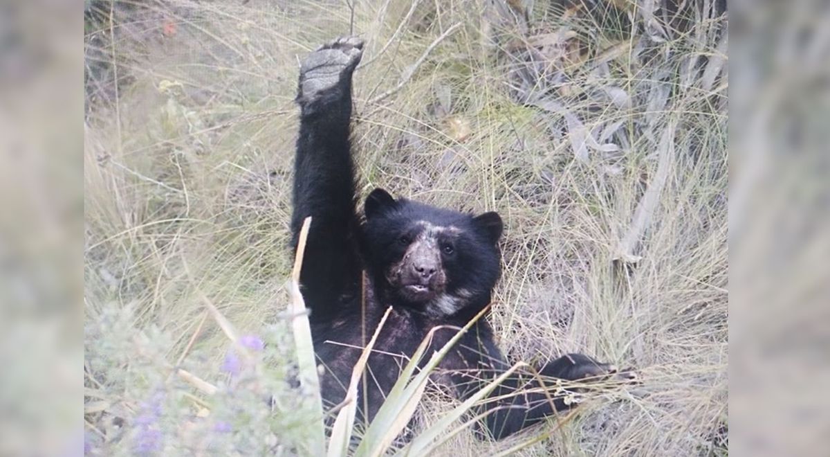 Machu Picchu recibe la inesperada visita de dos osos de anteojos