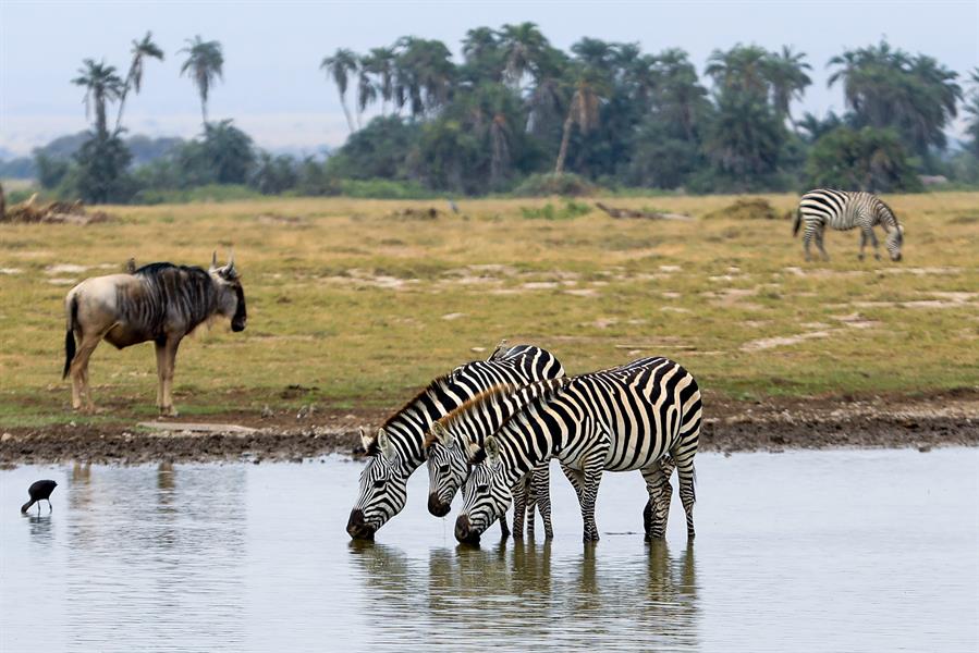 Kenia lanza un plan para crear su primer censo nacional de animales salvajes