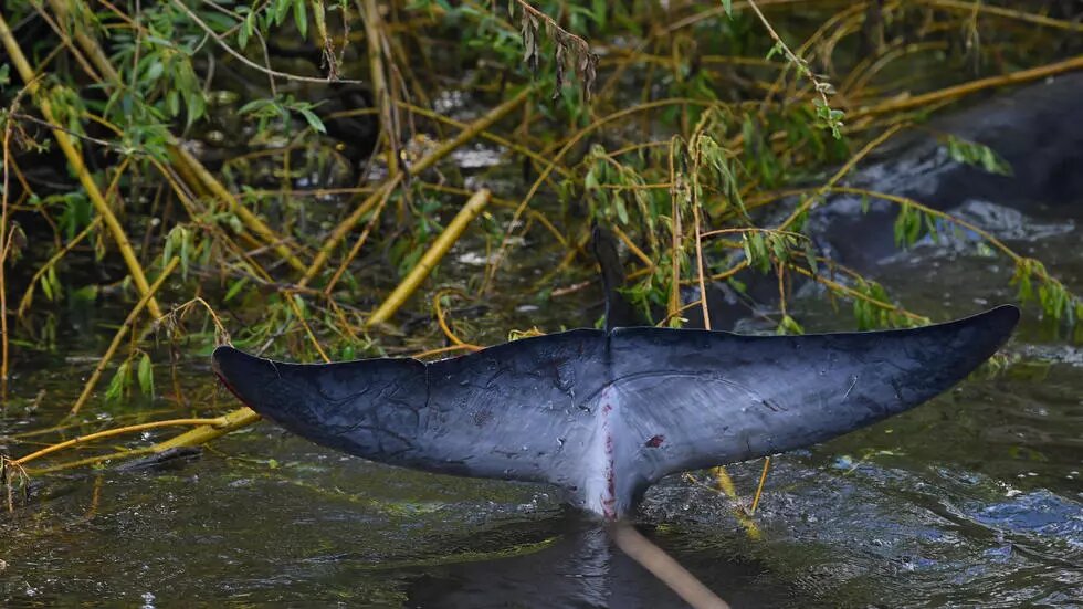 Localizan a una joven ballena perdida en el Támesis