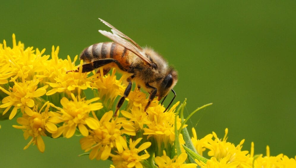 Pérdida de abejas pone en peligro ecosistemas regionales