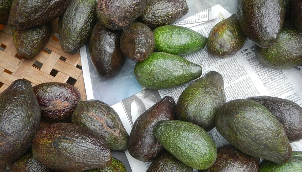 ¡Cuidado con el cultivo de aguacate!