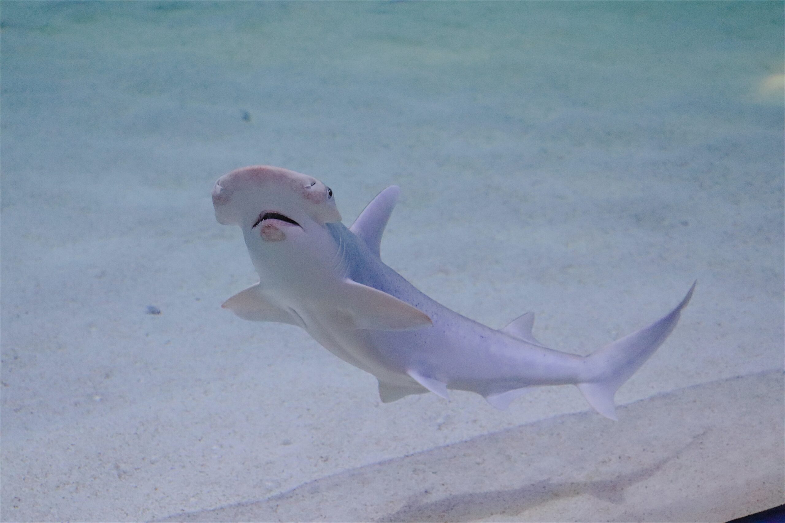 El GPS de la naturaleza: los tiburones usan campos magnéticos para orientarse