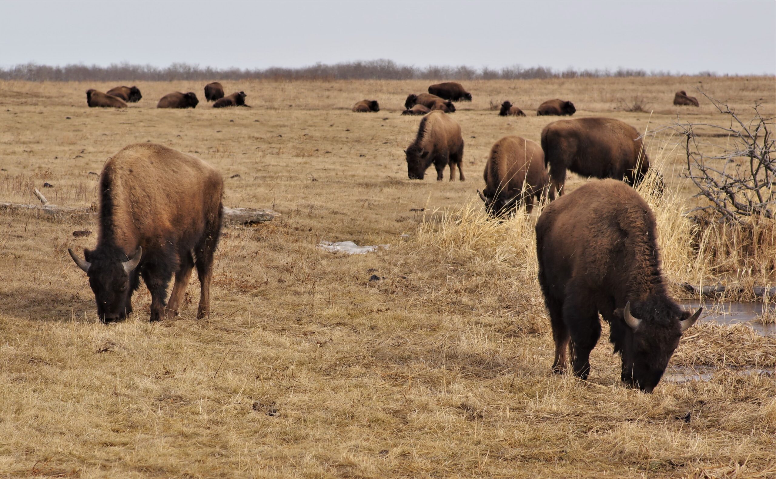 Más de 45.000 candidatos para matar 12 bisontes en un parque natural de EEUU